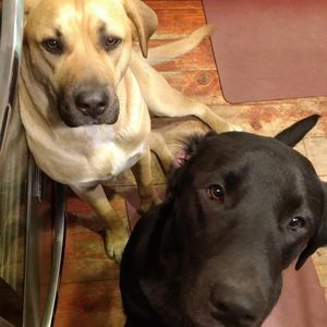 Meet your Posher, Beth